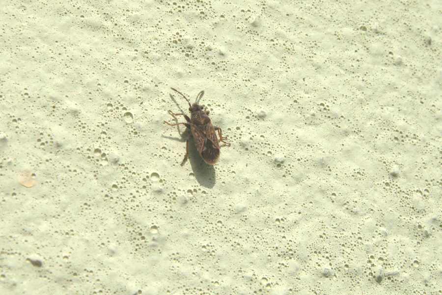 Stictopleurus,  Lygaeus & Lygaeosoma (Heteroptera)